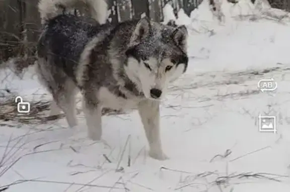 Найдена собака, Улан-Удэ, фото: Найдена собака на Дальневосточной, Улан-Удэ