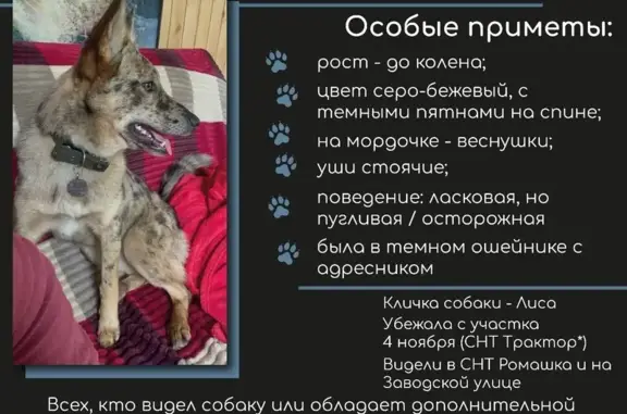 Пропала собака на Заводской, МО