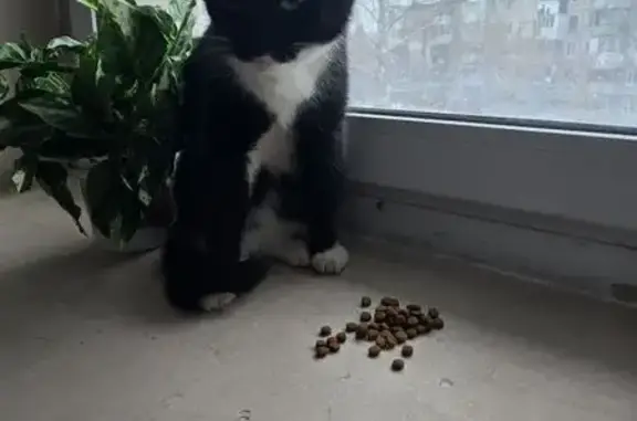 Найдена кошка, Томск, фото: Кошка найдена, ул. Ференца Мюнниха, Томск