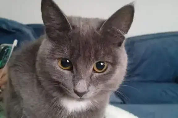 Пропала кошка, ул. Бабушкина, 16