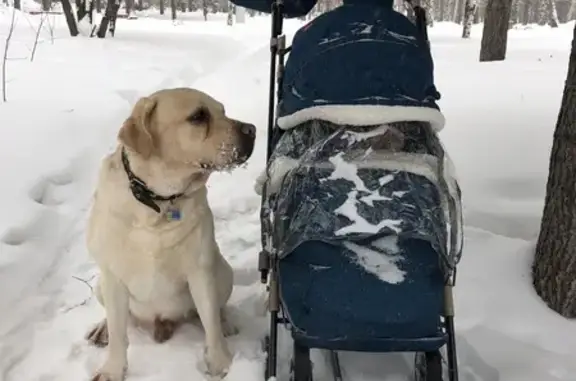 Пропала собака, Приозёрная ул. 29, Томск