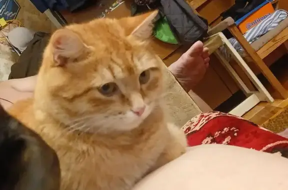 Пропала рыжая кошка, ул. Петрова 12, Ижевск