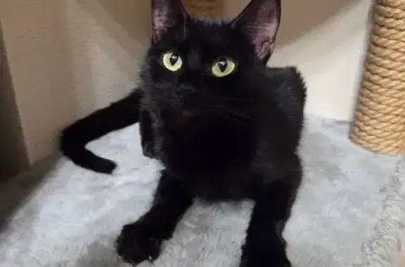 Найденные животные Екатеринбург, фото: Найден котёнок, ул. Онуфриева, Екатеринбург