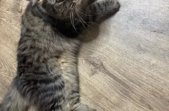 Кошка найдена на Рионской 10, Волгоград