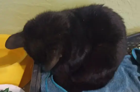 Найдена кошка, Верх-Тула, фото: Кошка найдена на Советской, 50А, Верх-Тула