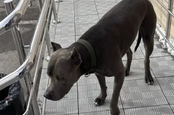 Найдена собака, Хабаровск, фото: Амстаф найден: Восточное шоссе, 6, Хабаровск