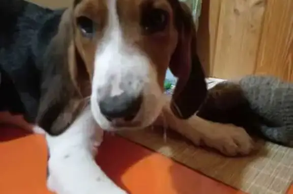 Собаки потеряшки, Киров, фото: Потеряшка собака у д. Бобыли, Победиловский тракт