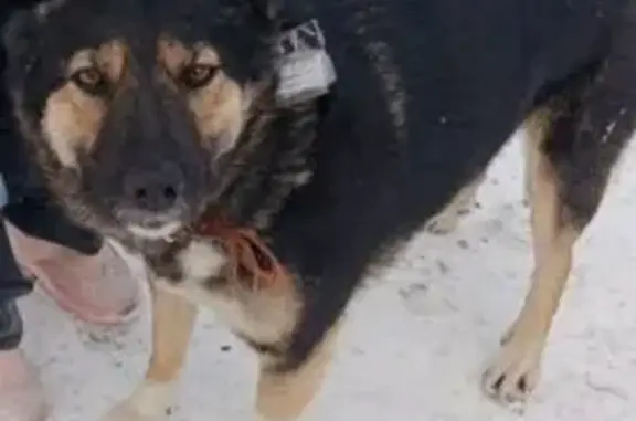 Собака найдена: пер. Хмельницкого, 12, Томск