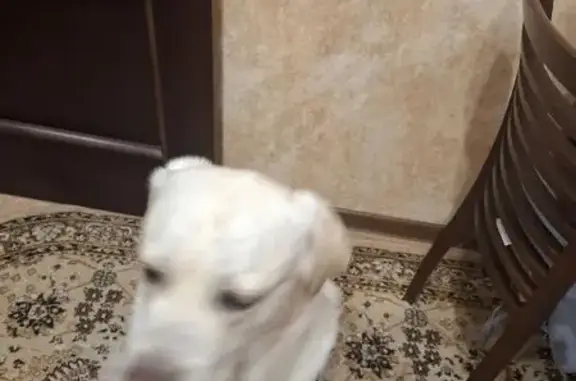 Найдена собака, , фото: Найдена собака, ул. Совхоз-техникум, 3