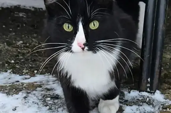 Найдена кошка, Шуваевский сельсовет, фото: Кошка найдена: ул. Свободная, 35