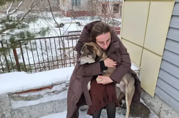 Собака найдена на Карла Ильмера, 15/1 с1