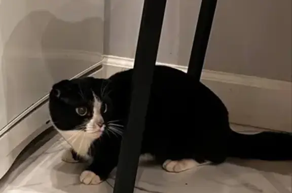 Найдена кошка, Балашиха, фото: Кот найден на Зелёной улице, 6, Балашиха