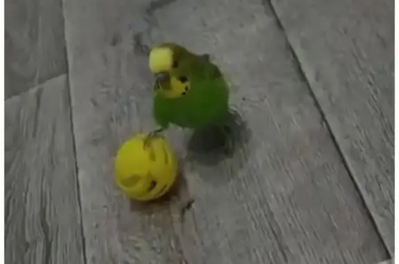 Пропал попугай Риччи, ул. Лени...