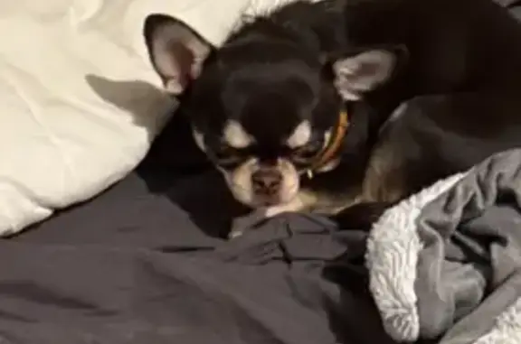 Пропала чихуахуа, пр. Космонавтов, 20