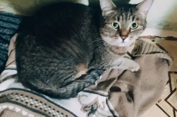 Пропала кошка, ул. Володарского 13, Челябинск