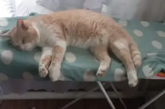 Пропала кошка, Красный спуск, 32