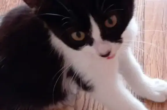 Найдена кошка, , фото: Котёнок найден на Дубравной, 19