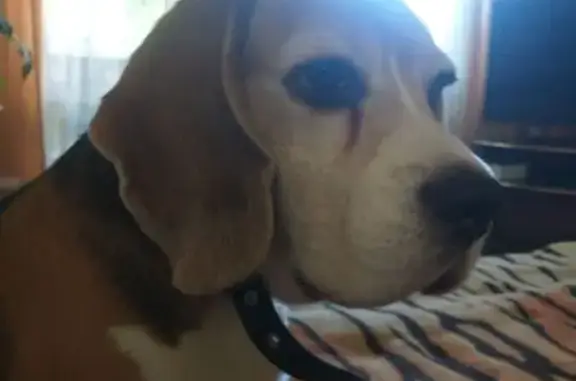 Пропала собака, ул. Попова 52, Смоленск