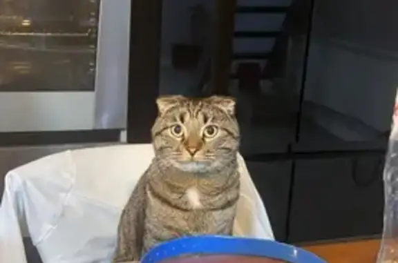 Кошки потеряшки, Самара, фото: Потеряшка кошка, Ясский пер., Самара