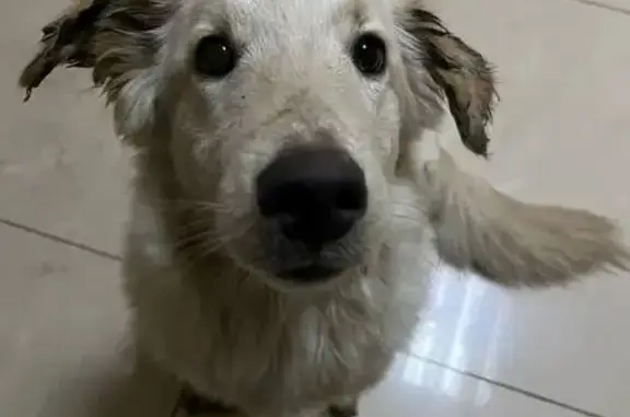 Найдена собака, , фото: Собака найдена: ул. Княжье Поле, Рязань