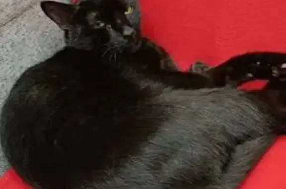 Найдена кошка, Лесной Городок, фото: Кот найден на Молодежной 8, Лесной Городок