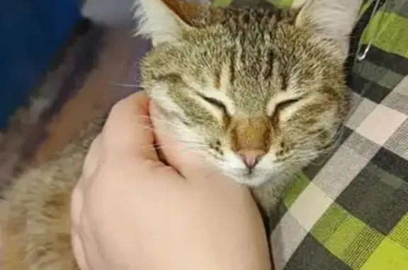 Найдена кошка, Кострома, фото: Кошка найдена: Кинешемское шоссе, 15