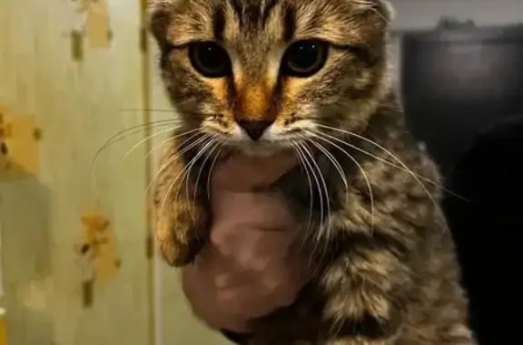 Найдена кошка, Домодедово, фото: Кошка найдена: пр. Туполева 6, Домодедово