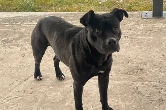 Найдена собака, Солонцы, фото: Собака найдена: Солонцы, Красноярск