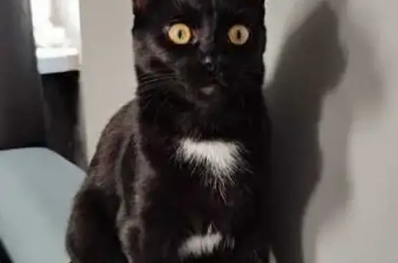 Кошки потеряшки, Сочи, фото: Потеряшка кошка, Строительный пер., 1, Сочи