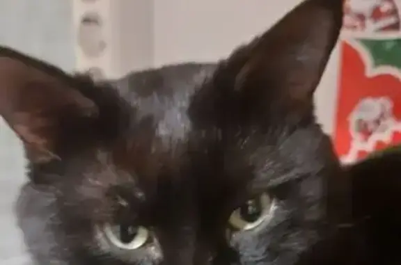 Пропала черная кошка, Ижевск, Металлистов 54