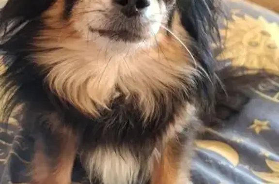 Пропала собака, Привокзальная ул. 1, Муром