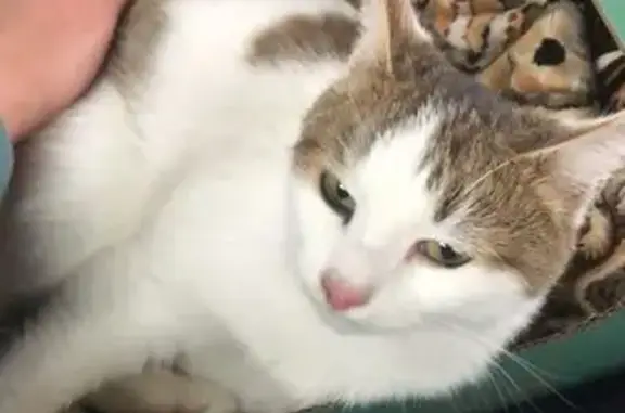 Найдена кошка, Челябинск, фото: Кошка найдена: ул. Энгельса, 83Б ст1