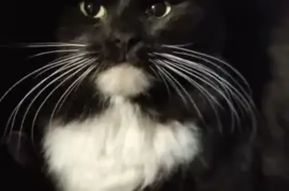 Найдена кошка, Санкт-Петербург, фото: Кошка найдена: Кирочная ул., СПб