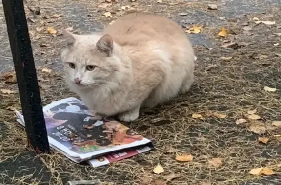 Найдена кошка, Москва, фото: Кошка найдена на Попутной улице, 2, Москва