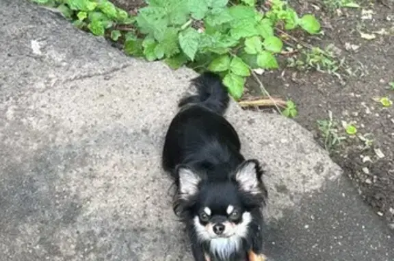 Пропала чихуахуа, Соловьиный проезд, 1