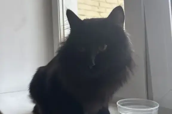 Найдена кошка, Москва, фото: Кошка найдена: Физкультурный проезд, 5