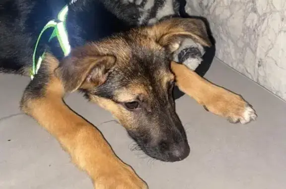 Найдена собака, Волгоград, фото: Собака найдена: пр. Столетова, 38, Волгоград