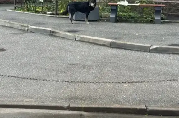 Найдена собака, Санкт-Петербург, фото: Найдена собака у Ленинский пр., 82 к1, СПб