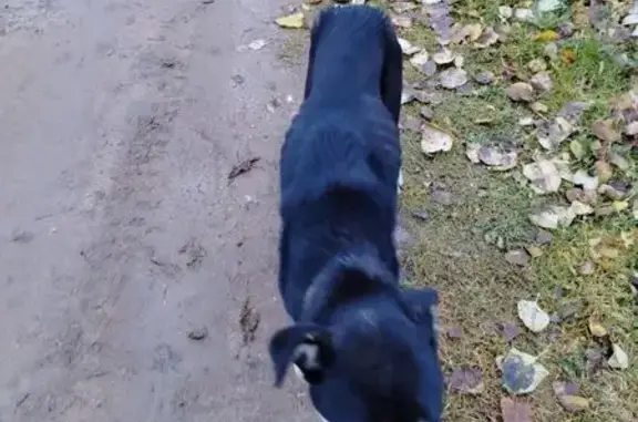 Найдена собака, , фото: Собака найдена, Бурмусово, Тверская область