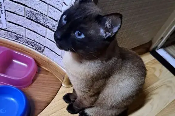 Пропала кошка Боська, Набережная 3, СП Село Л. Толстого