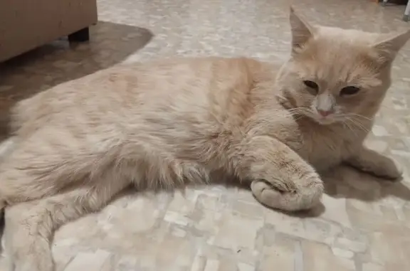 Пропала кошка, Песчаная ул. 9, Советский