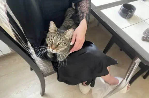 Кошки потеряшки, Рыбинск, фото: Потеряшка кошка, Ворошилова 6, Рыбинск