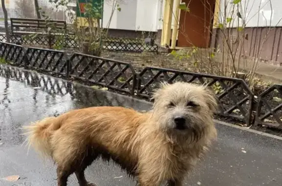 Собака у подъезда, Набережные Челны 14/01