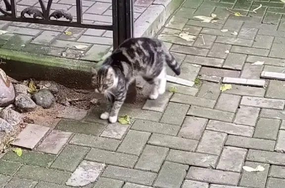 Кошка найдена: Гороховая, СПб