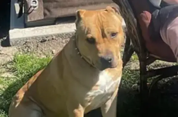 Пропала собака, ул. Гоголя, Михайловск