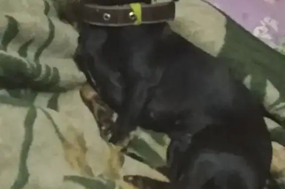 Собаки потеряшки, Казань, фото: Потеряшка собака на ул. Декабристов, 129