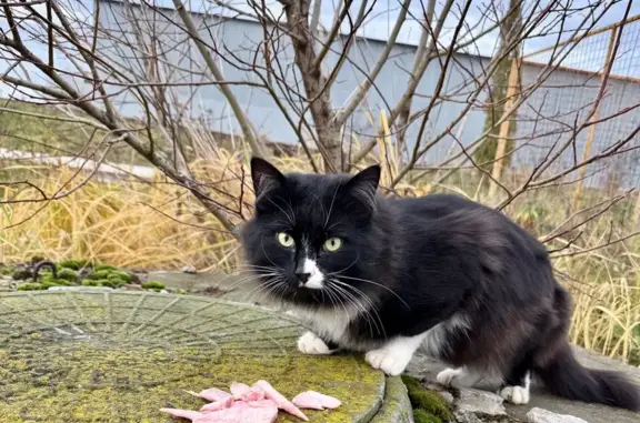 Найдена кошка, Иншинский, фото: Кошка найдена: 63, Иншинский
