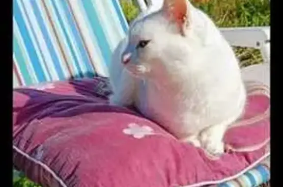 Пропала кошка, Железнодорожная ул, 44