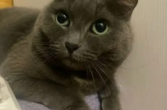 Пропала кошка, ул. Матросова 44, Катайск