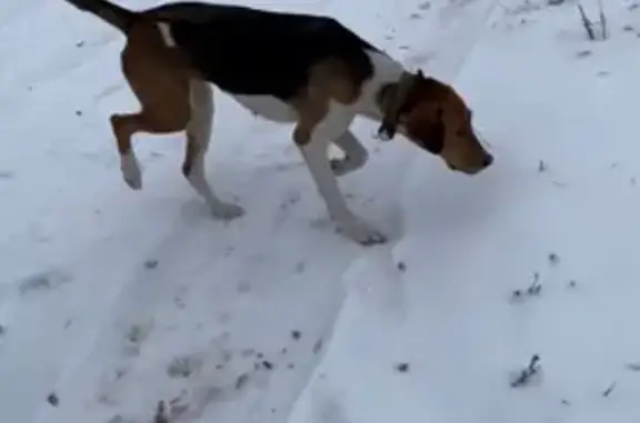 Пропала собака, ул. Первомайская, Бабино